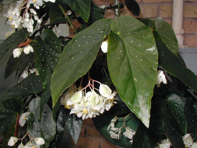 B. ‘Dangling Pearls’